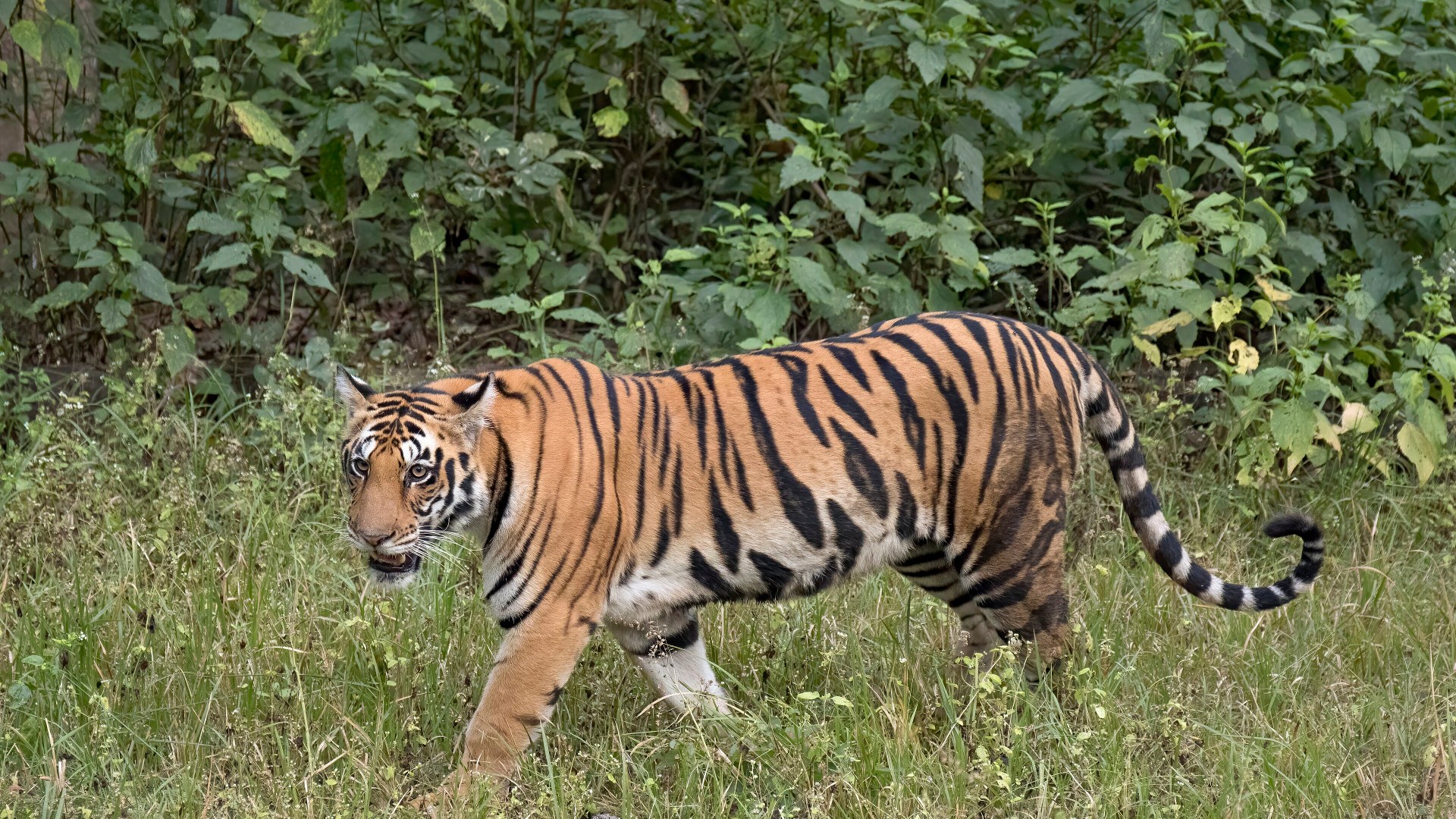 A magnificent wild Bengal tiger looking forward