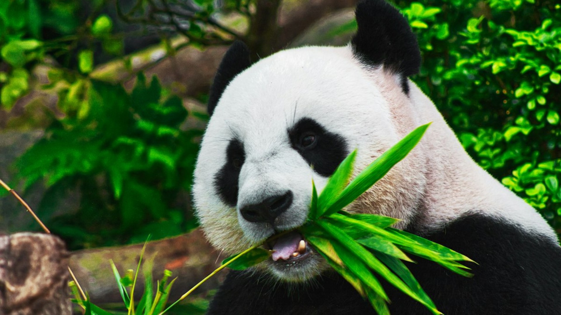 4. Giant Panda
