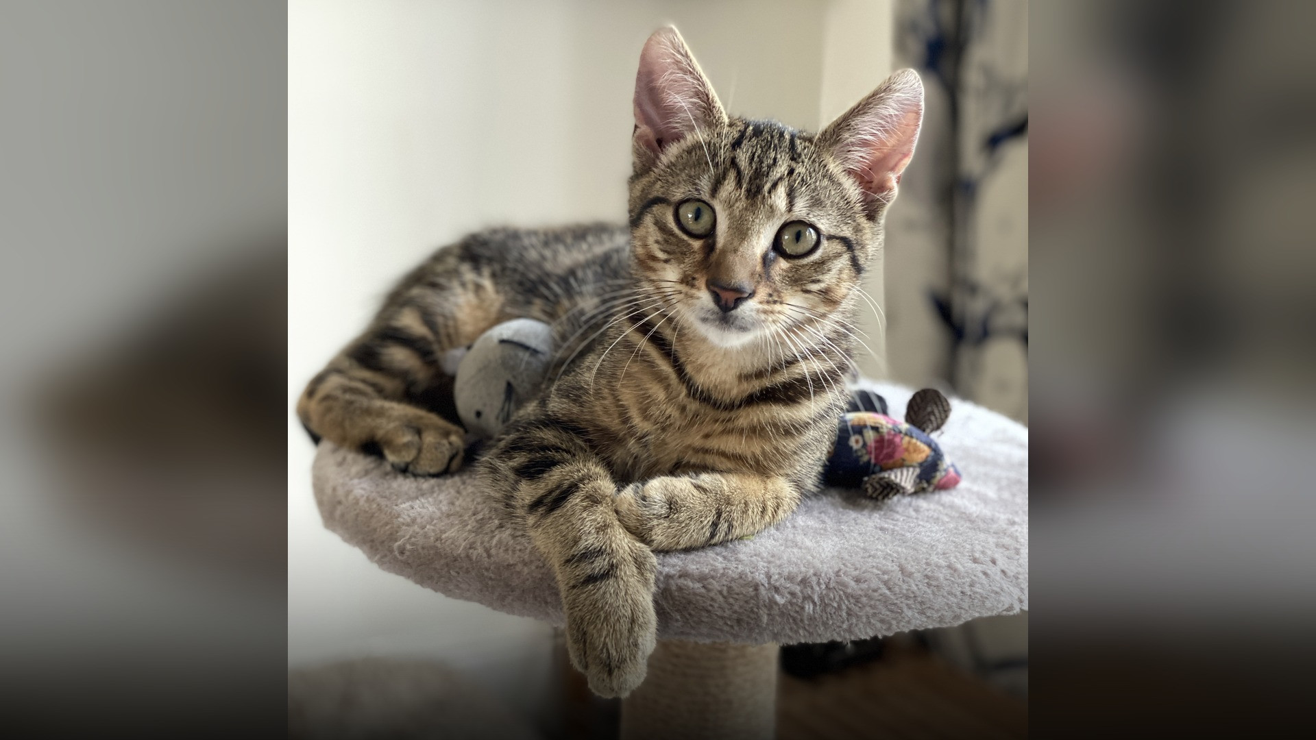 A tabby cat with large, highly alert ears perked upward and swiveled in acute auditory focus.