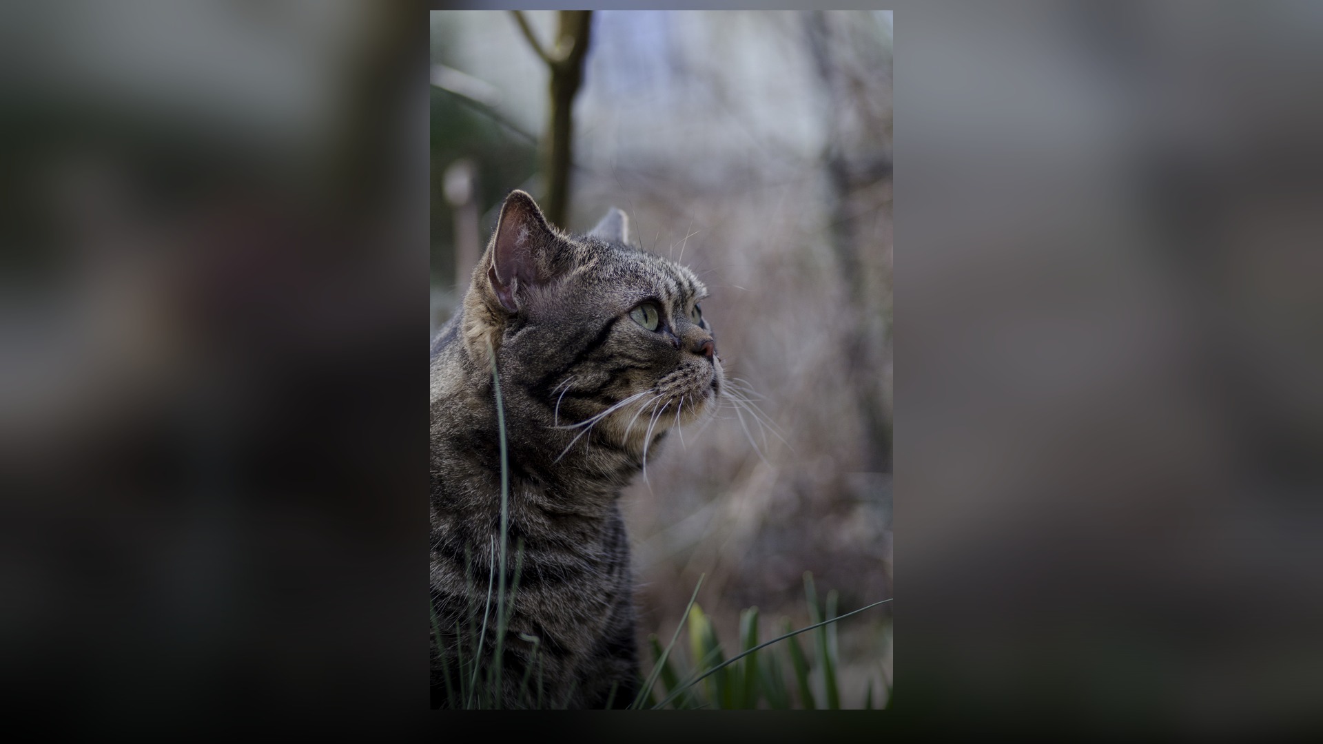 A silver classic tabby American Shorthair cat sitting proudly in an outdoor garden portrait.