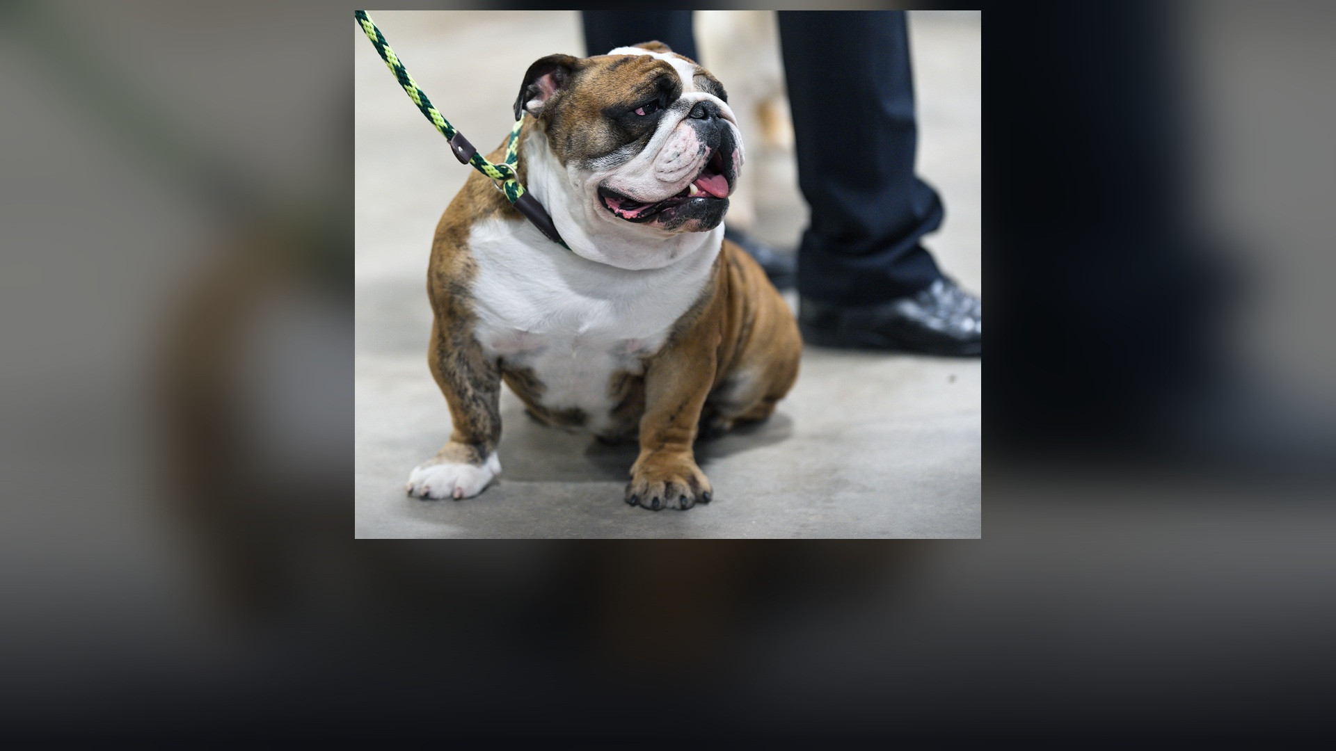 An English Bulldog standing alert outdoors on open grass at a dog show.