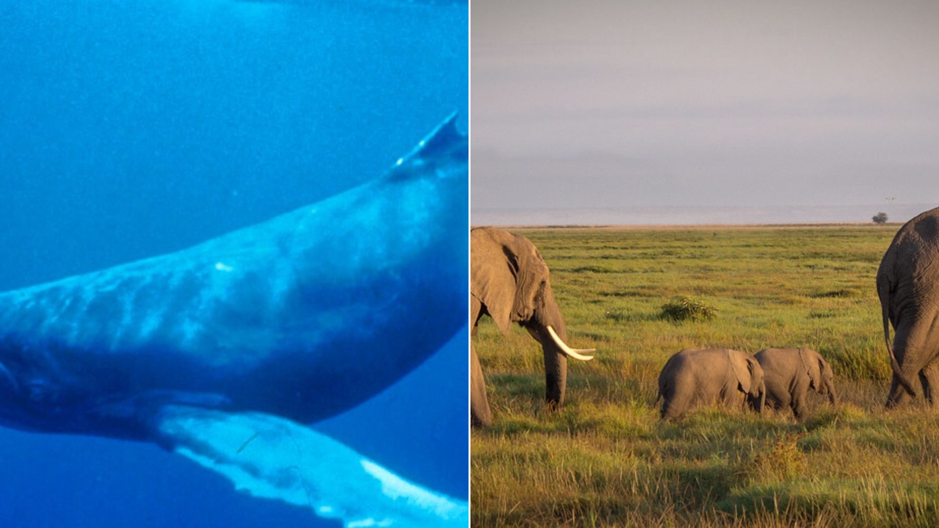 15 Weird Animal Facts That Will Break Your Heart