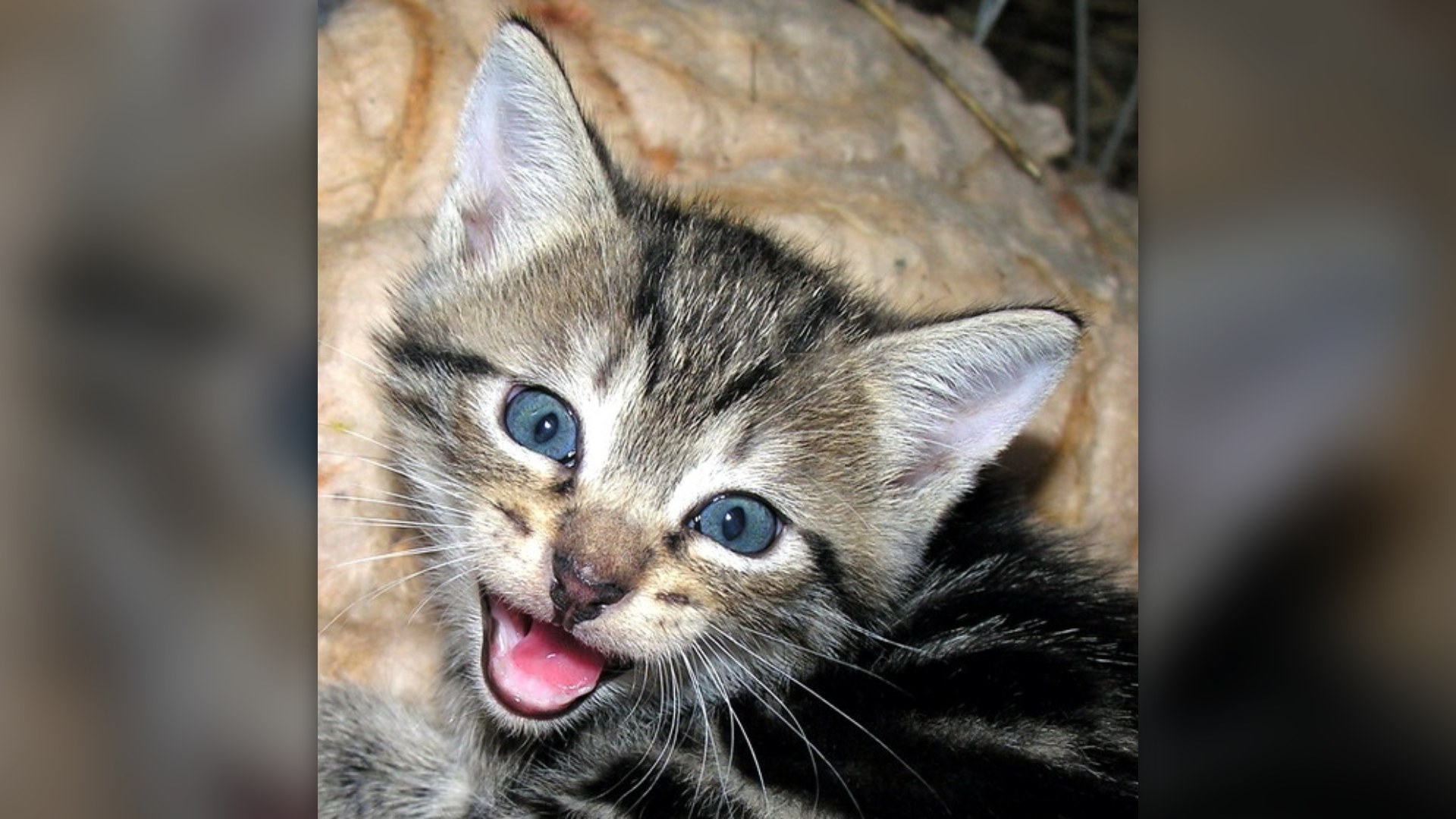 9. Cats Can Make Over 100 Different Sounds