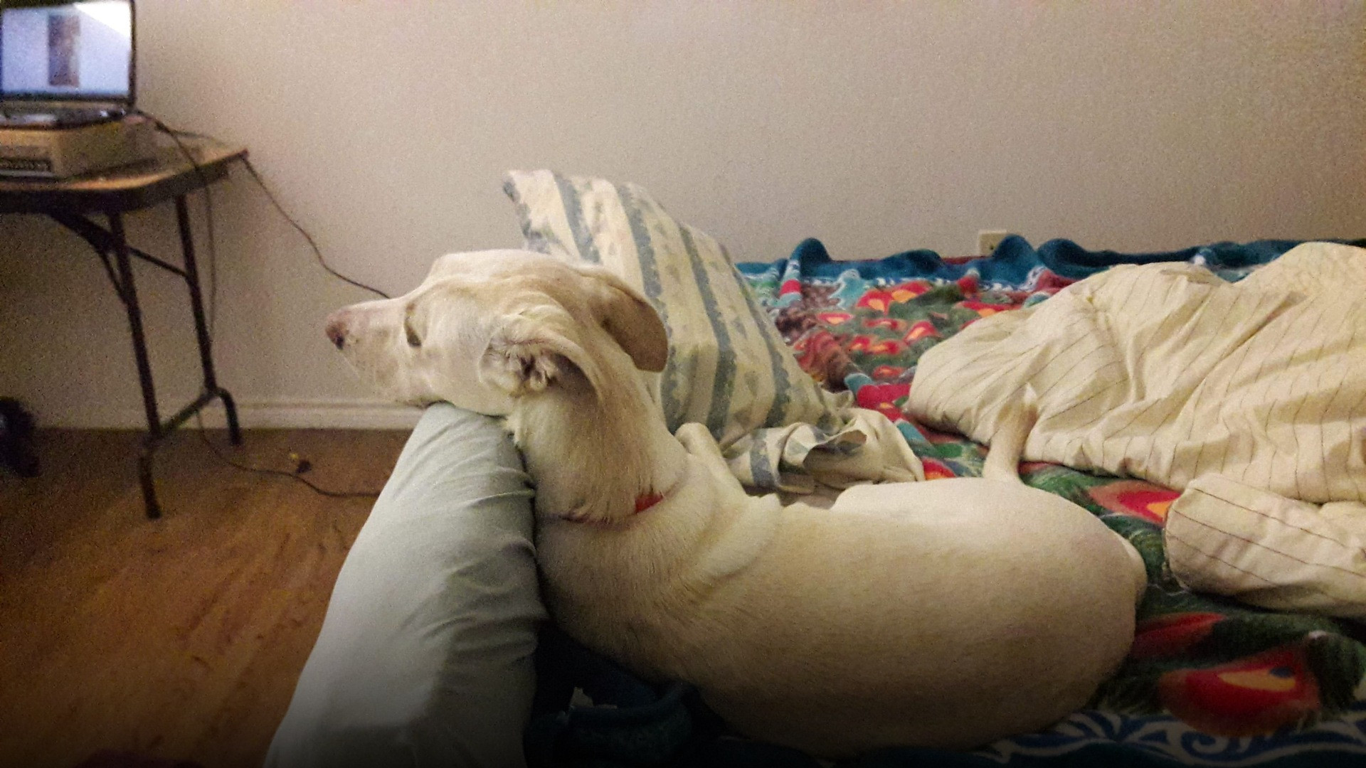 A peaceful dog deep in restful slumber on a comfortable bed dreaming contentedly.