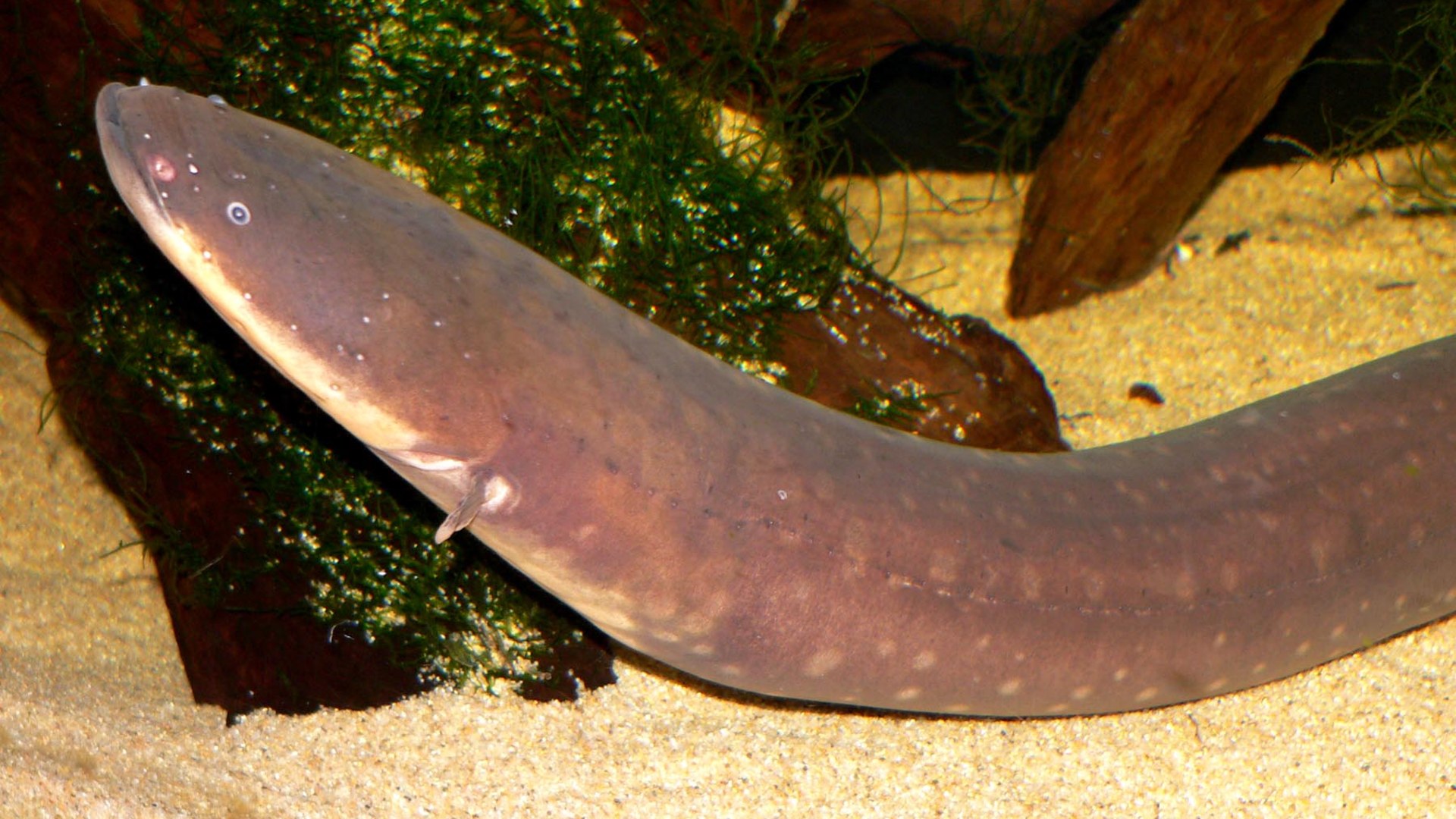 7. Electric Eel
