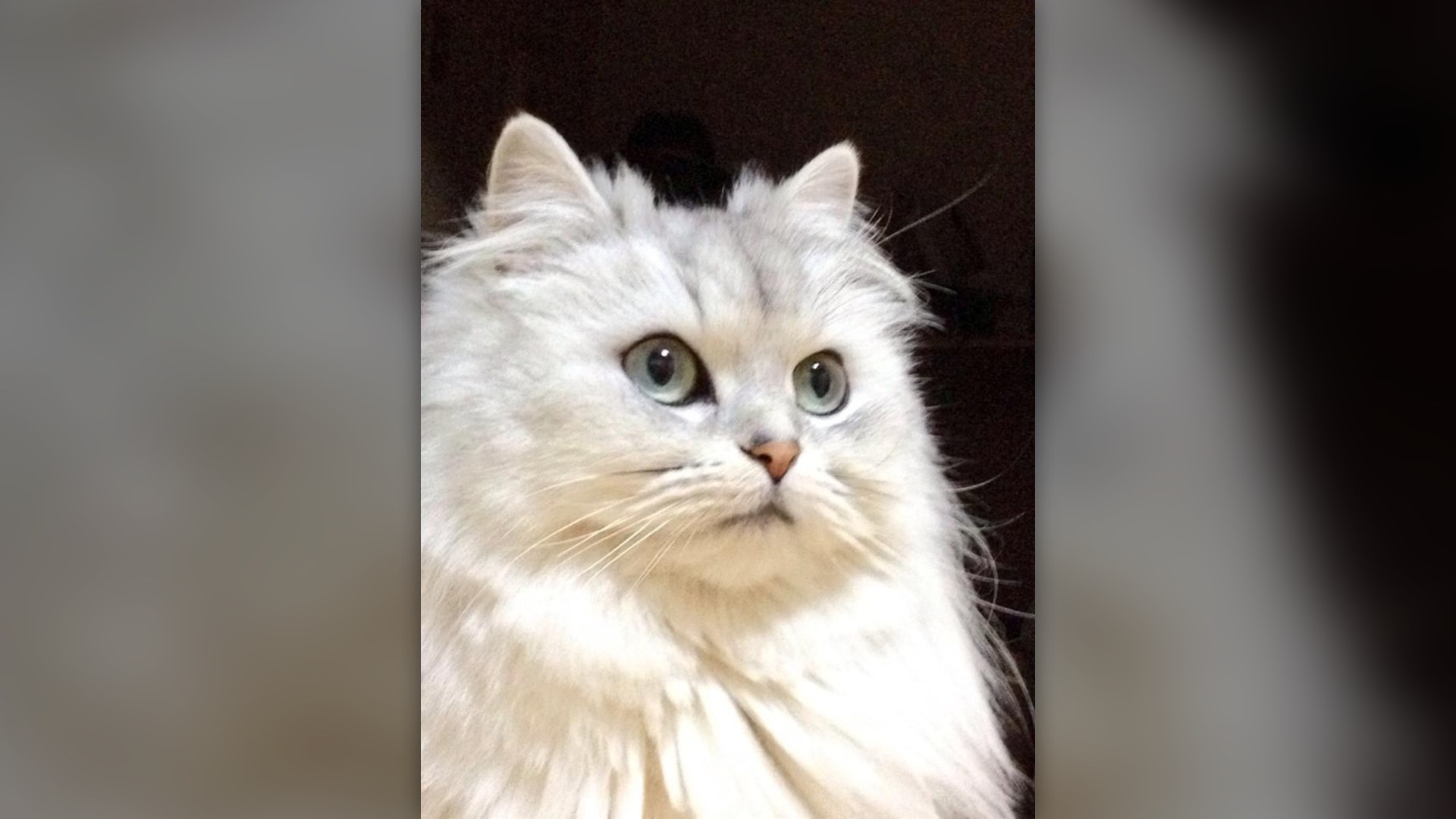 Longhaired silver Persian cat with luxurious coat