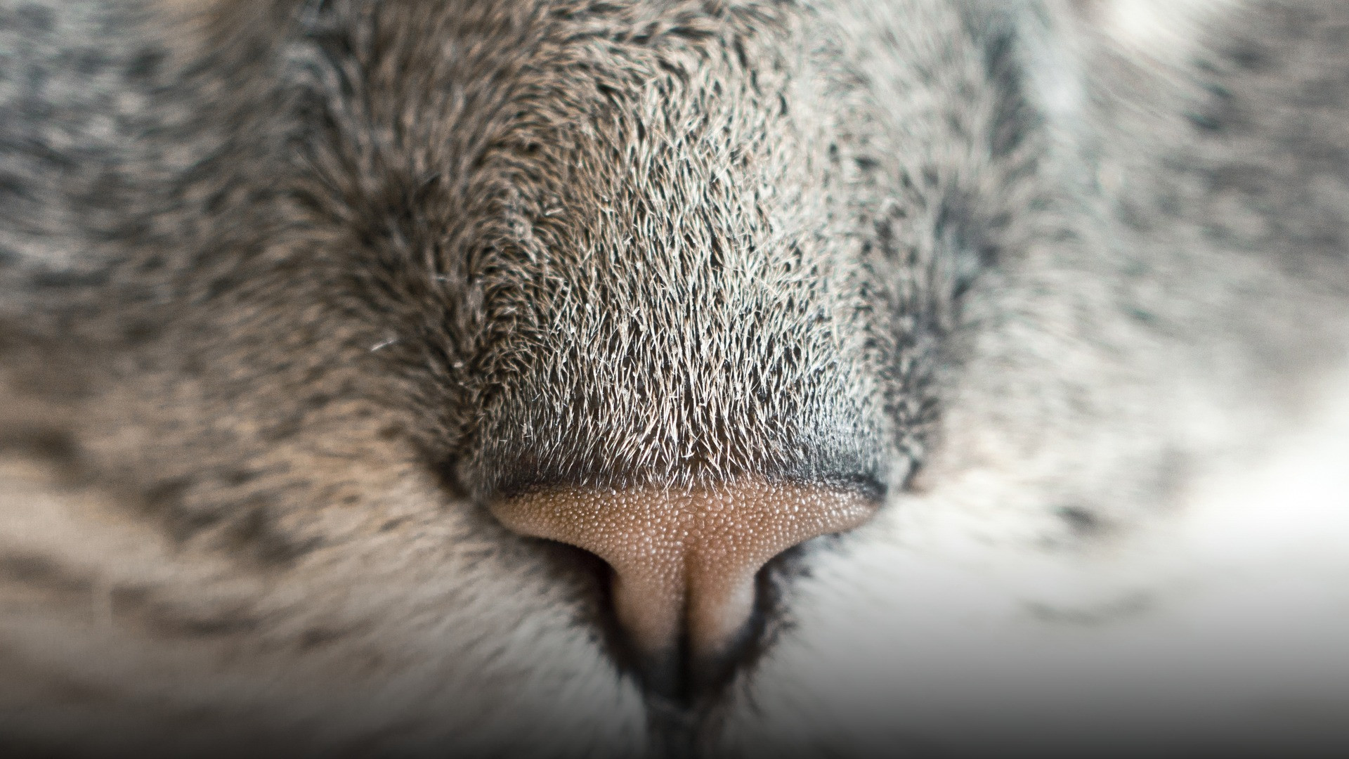 An extreme macro photograph detailing the textured bumps and ridges on a domestic cat's leather nose pad.