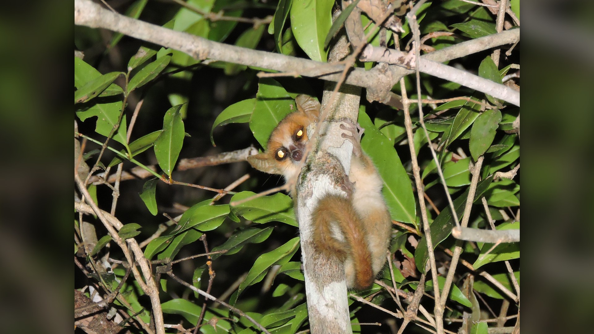 Madame Berthe mouse lemur on tree branch