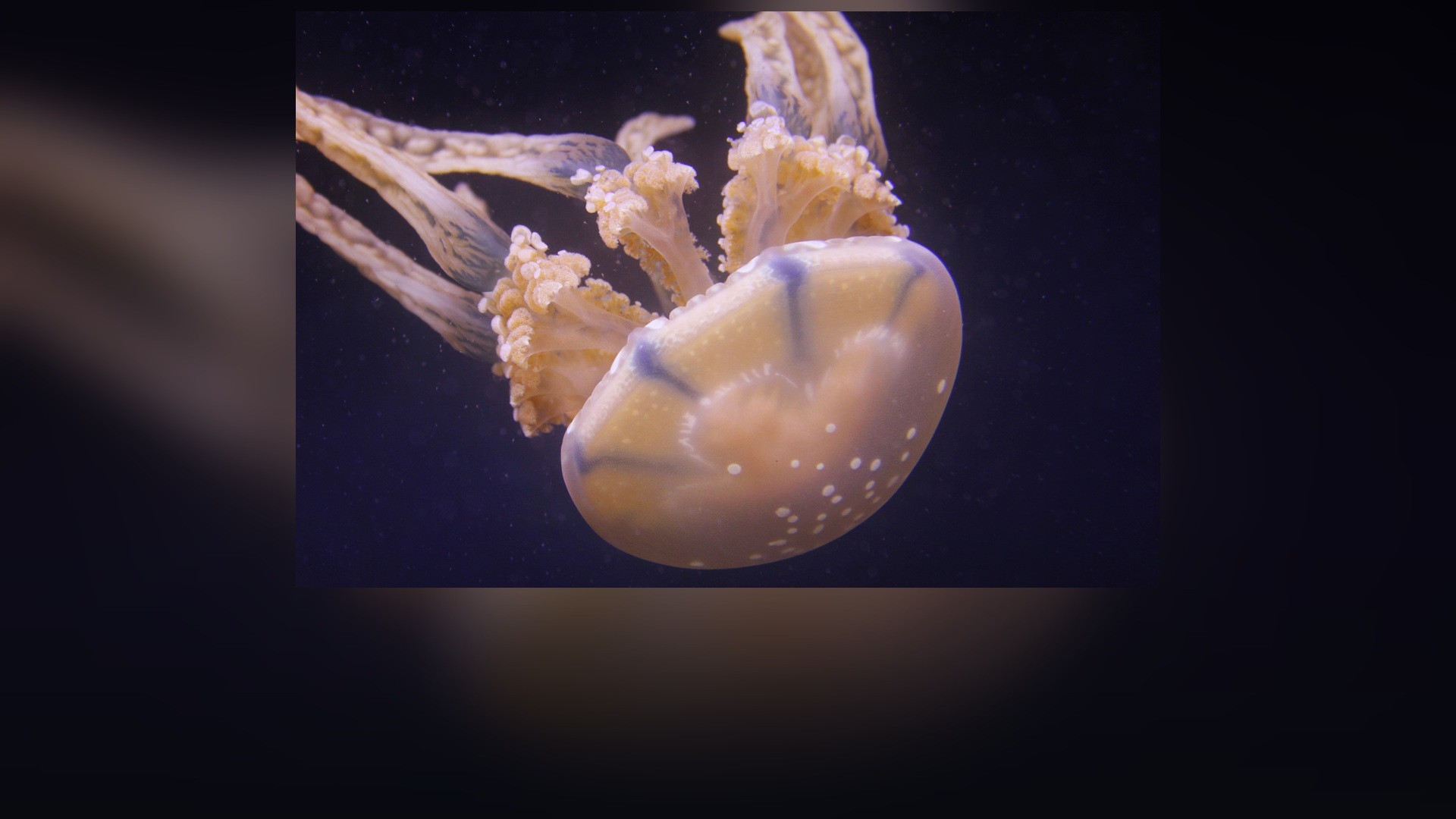 A translucent box jellyfish drifting underwater with trailing tentacles.