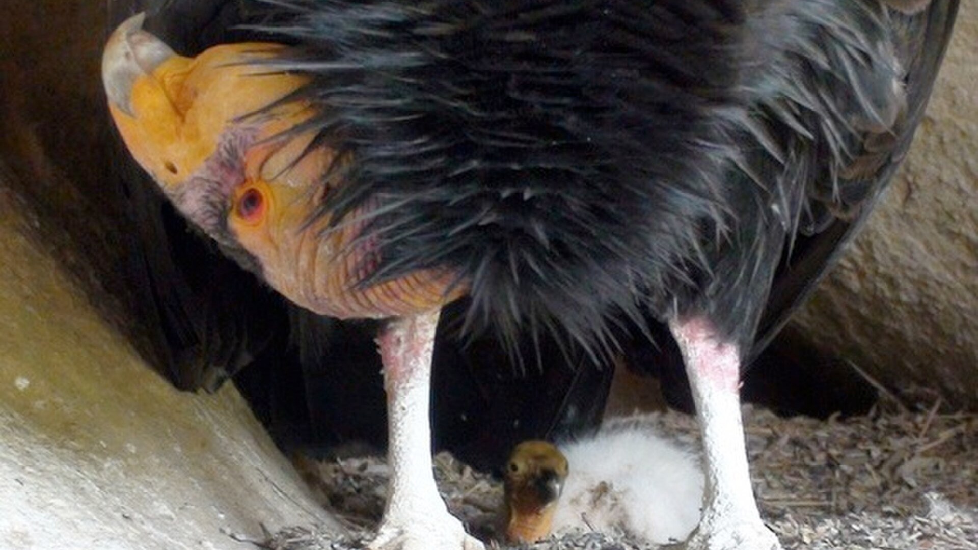 2. California Condor