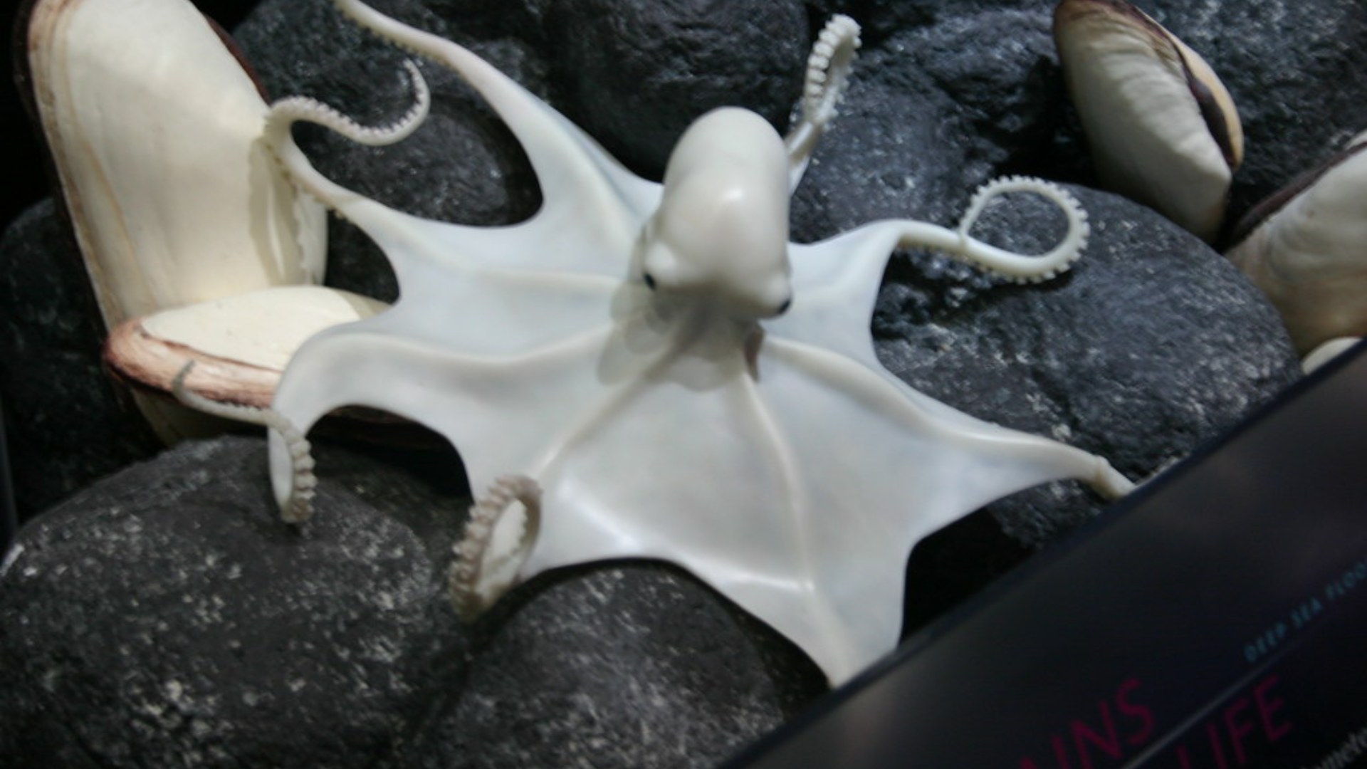 3. The Mother Octopus's 4.5-Year Starvation