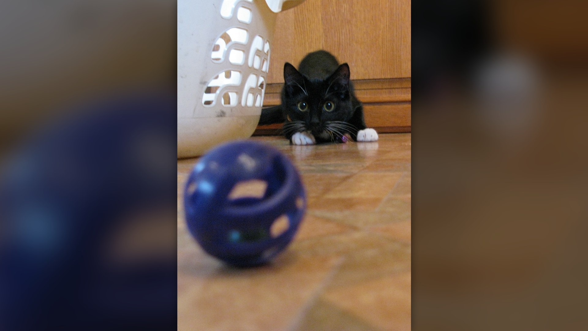 Playful black kitten batting at a toy