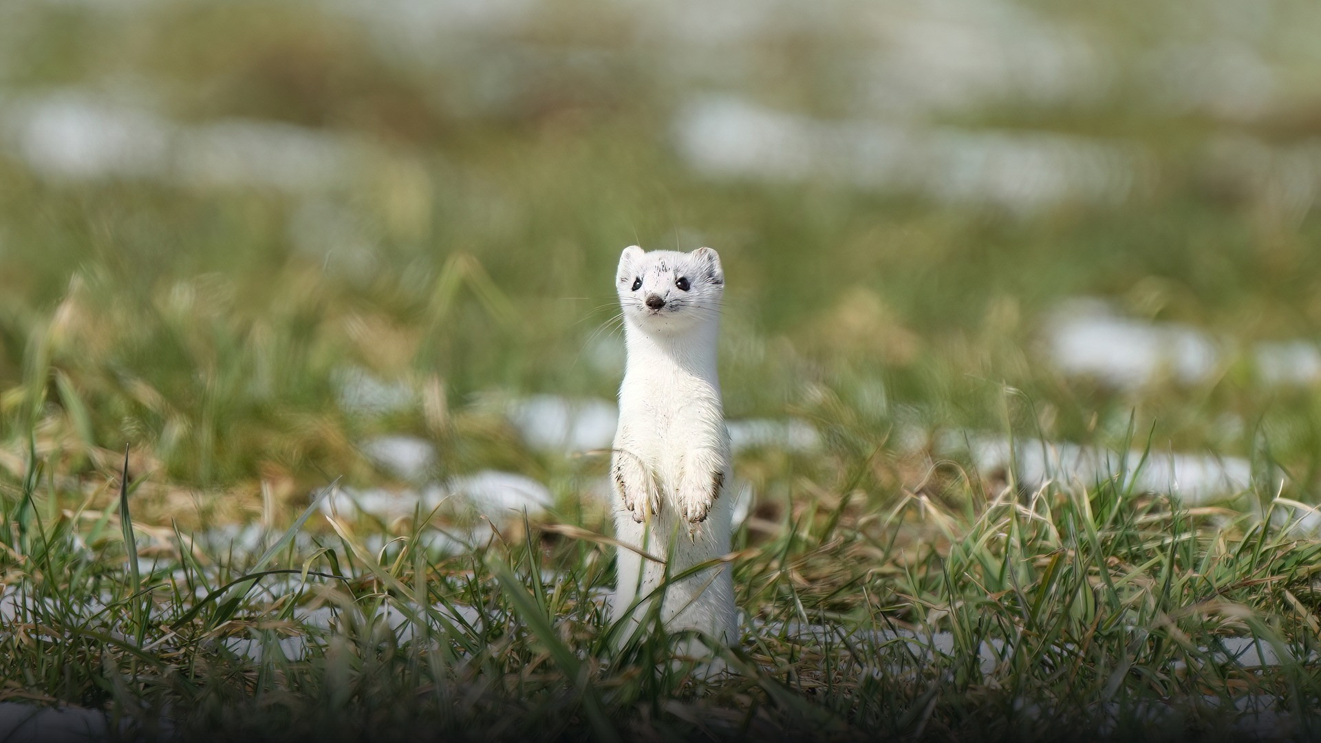 Wild stoat alert in its natural habitat in Parc naturel régional Jura vaudois.