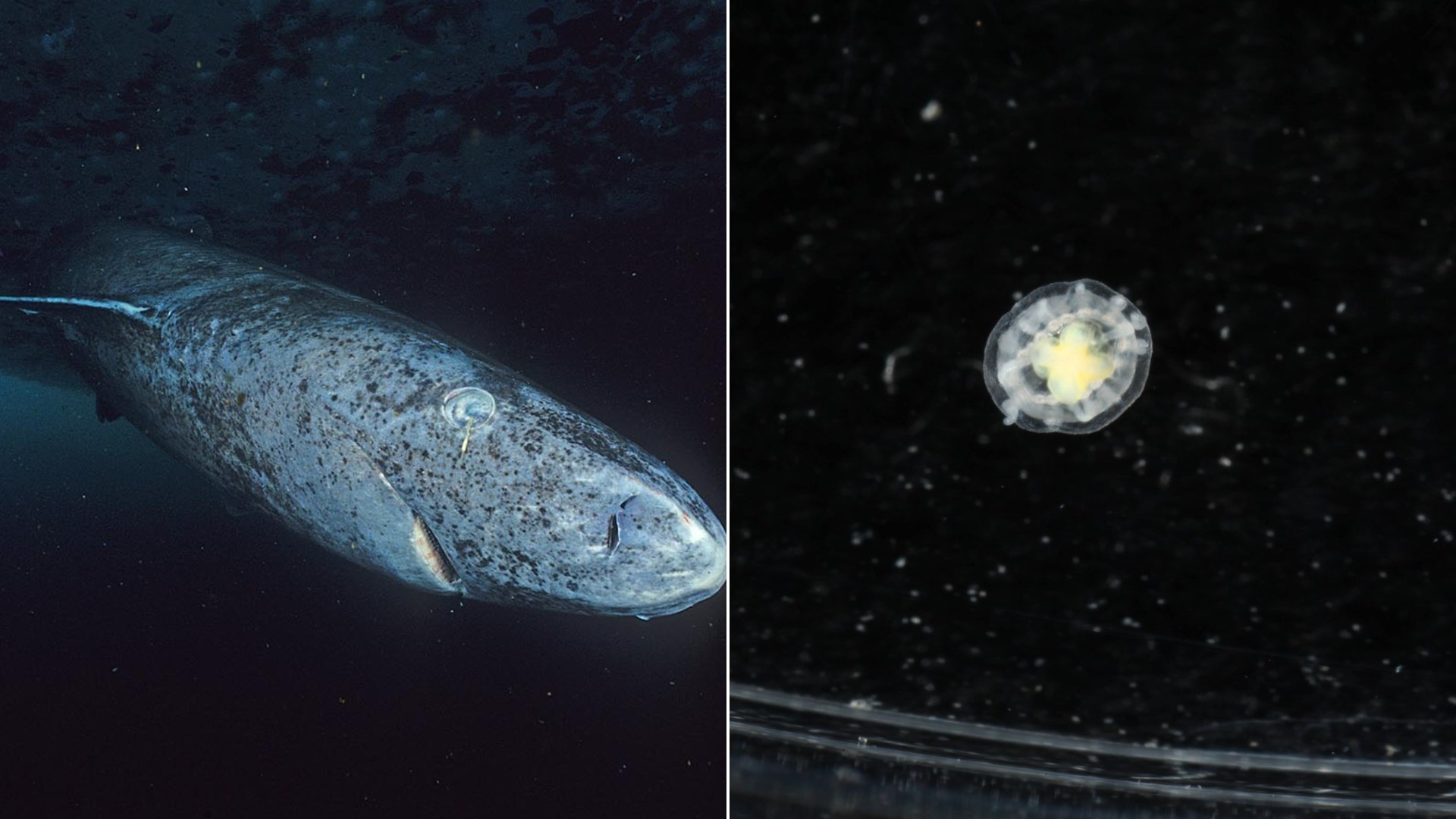 Some Animals Have Been Alive Since Before Your Country Was Founded