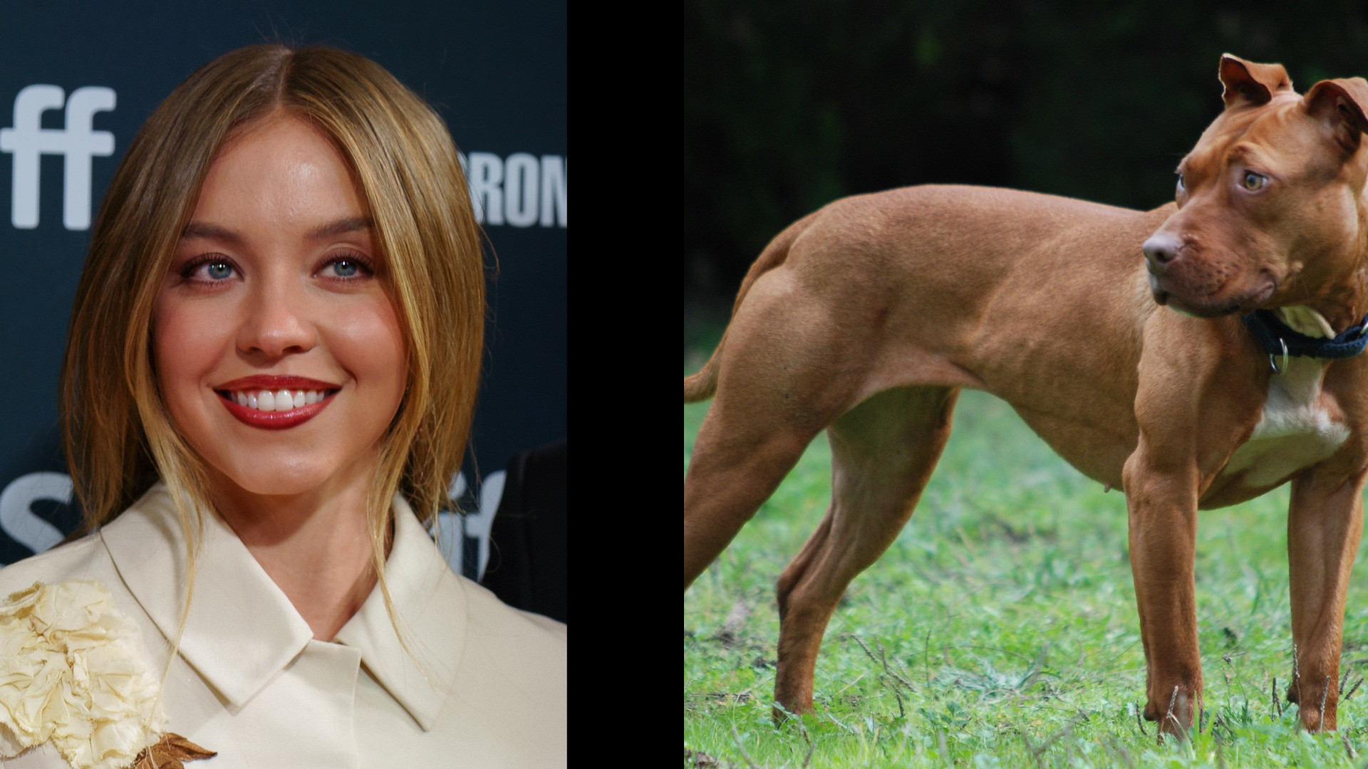 Split view showing Sydney Sweeney on the left and her beloved rescue pitbull Tank on the right.