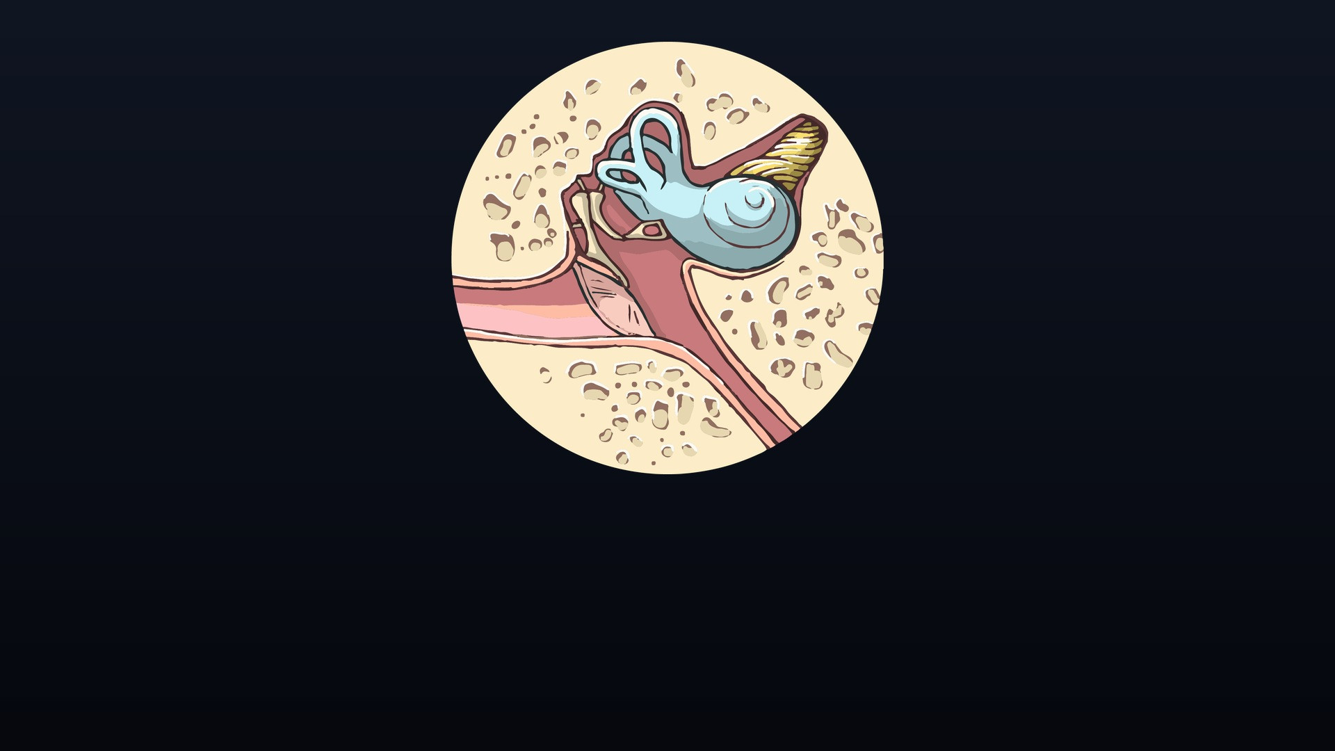 Scientific 3D rendering of the inner ear cochlea and semicircular auditory canals.