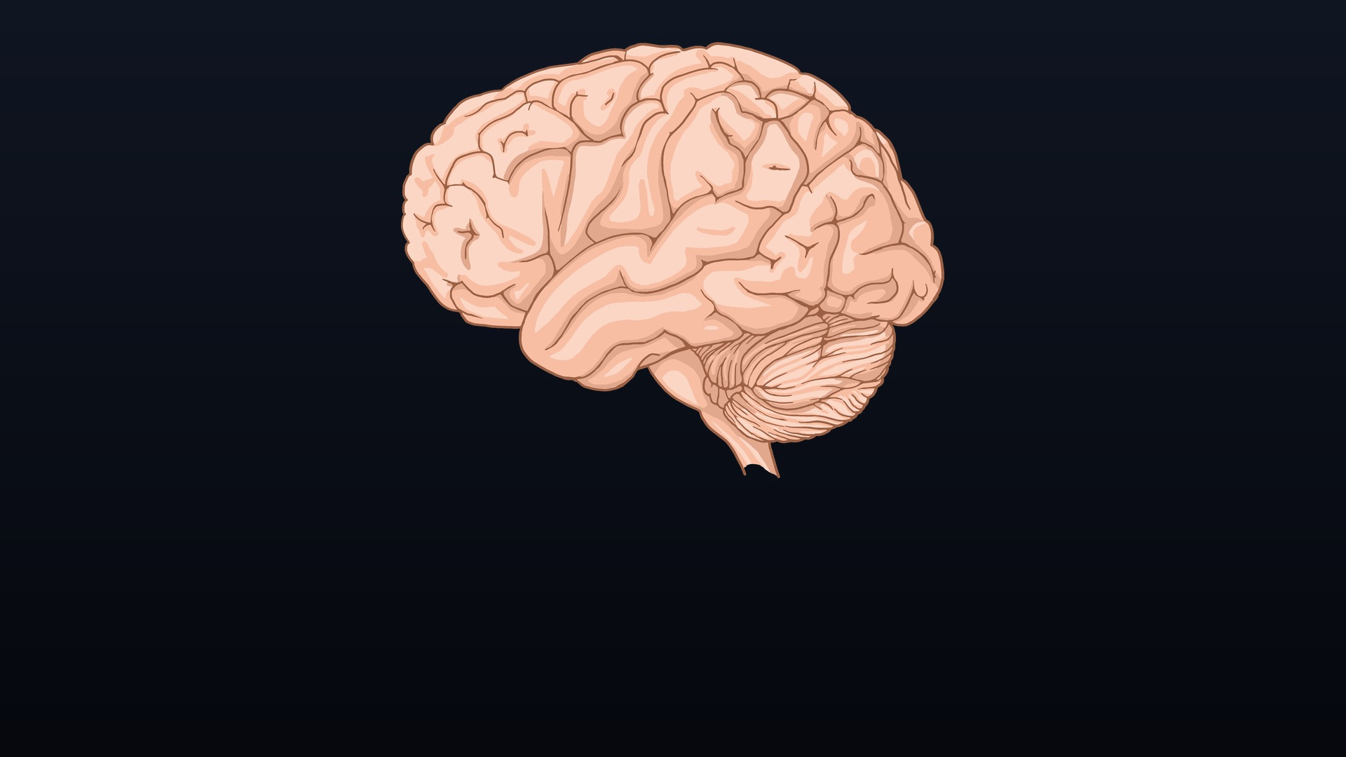 Medical illustration of human brain showing cortical architecture and central hypothalamic pathways.