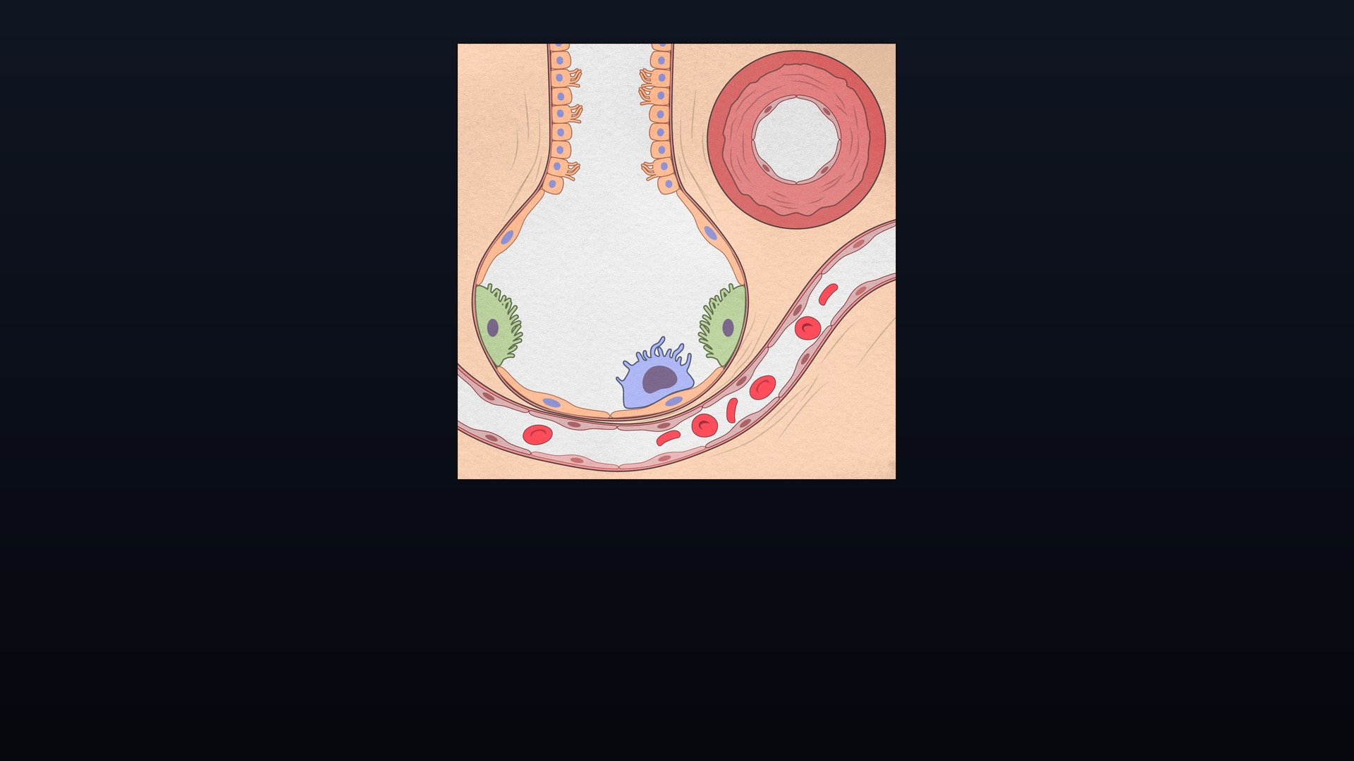 Scientific diagram of pulmonary alveolus and capillary vessel showing microvascular gas exchange.