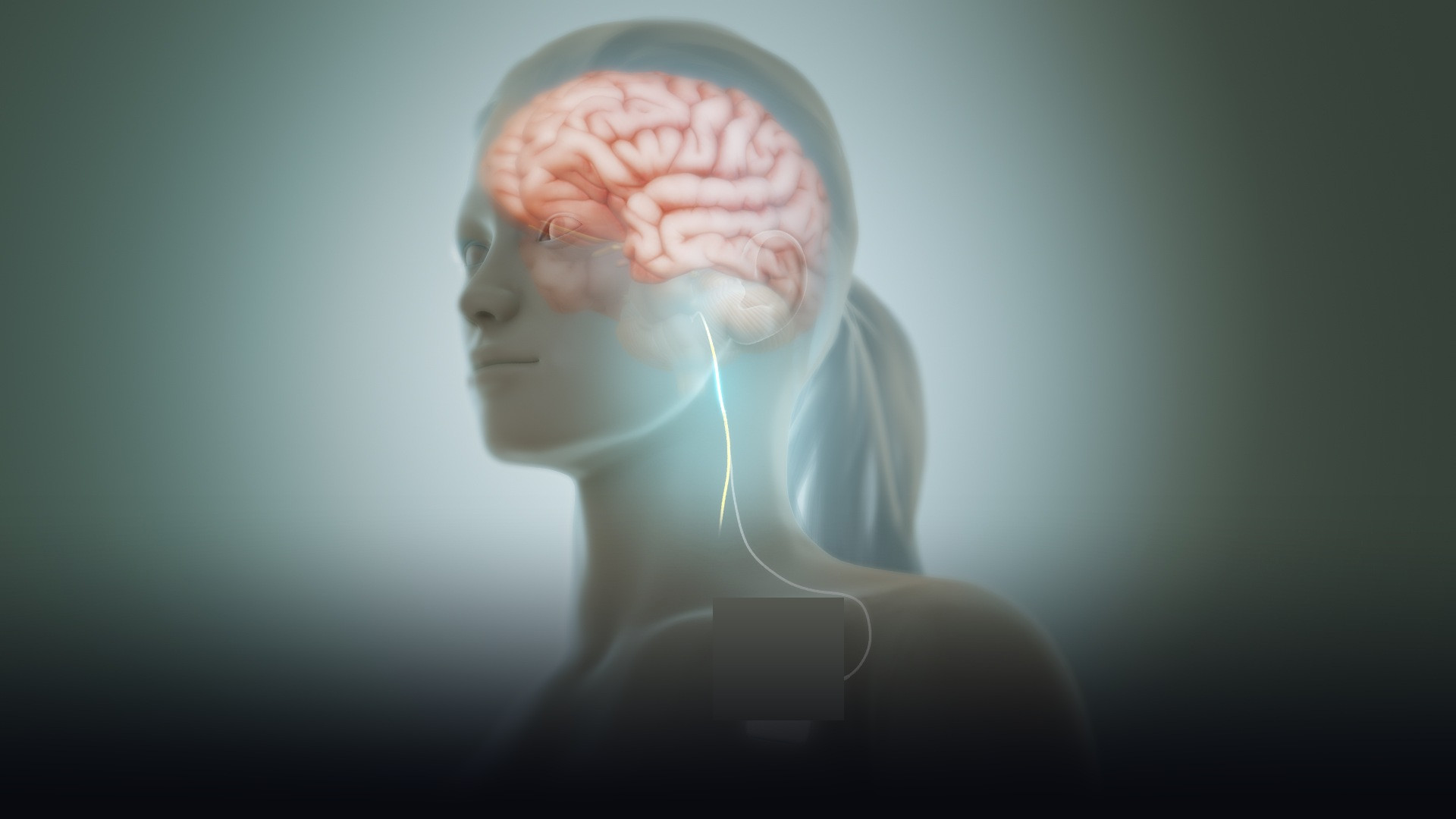 3D anatomical render of the cervical vagus nerve originating from the brainstem and descending along the neck.