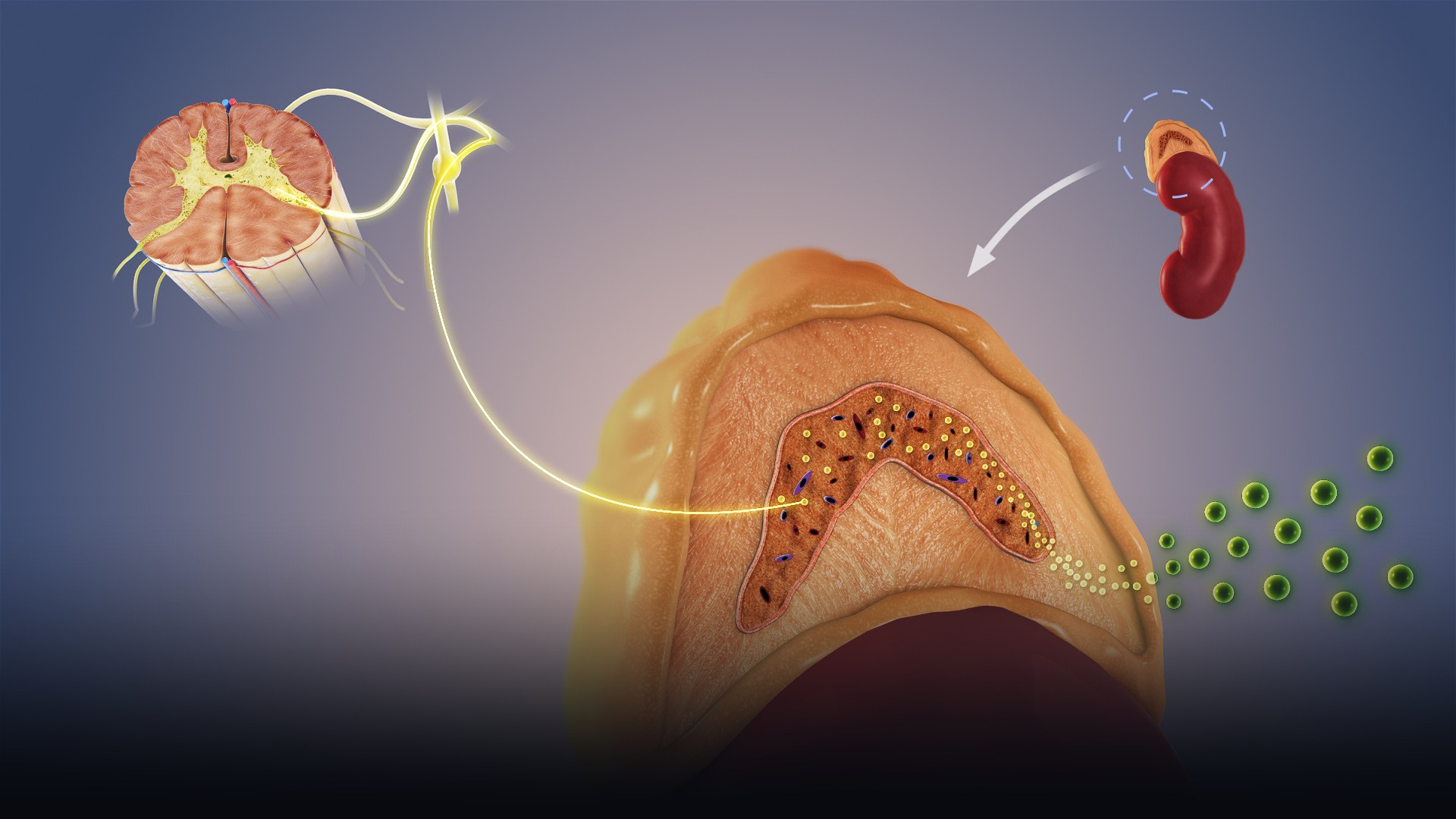 3D medical illustration of autonomic sympathetic pathways connecting the spinal cord to the adrenal medulla.
